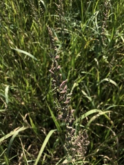 Beckmannia eruciformis