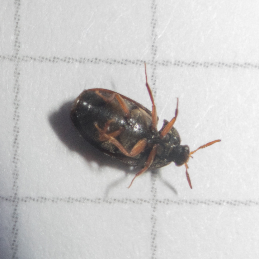 Attagenus brunneus