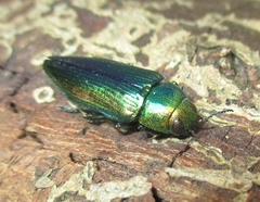 Eurythyrea aurata