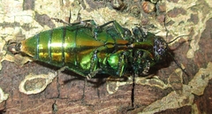 Eurythyrea aurata