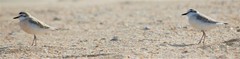 Charadrius marginatus arenaceus