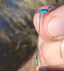 Pseudagrion coeleste