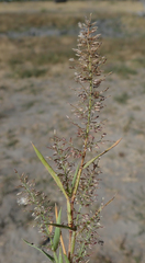 Eragrostis pusilla