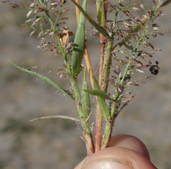 Eragrostis pusilla