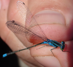 Pseudagrion coeleste