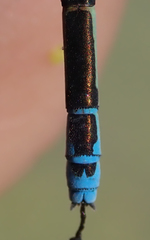 Pseudagrion coeleste