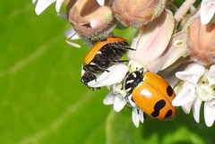 Hippodamia glacialis