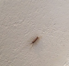 Scutigera coleoptrata