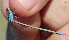 Pseudagrion coeleste