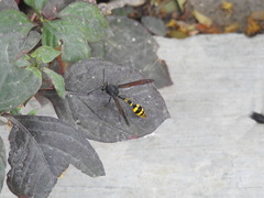 Phimenes flavopictus blanchardi