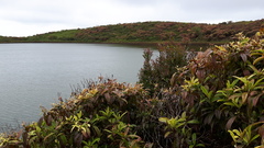 Miconia robinsoniana