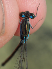 Pseudagrion coeleste