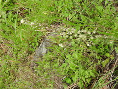 Thysanocarpus curvipes