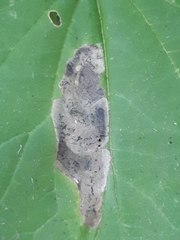 Agromyza anthracina