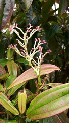 Miconia robinsoniana