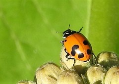 Hippodamia glacialis