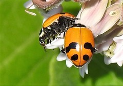 Hippodamia glacialis