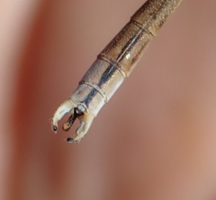 Lestes pallidus