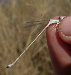 Lestes pallidus