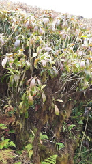 Miconia robinsoniana