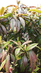 Miconia robinsoniana