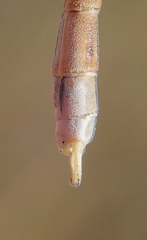 Lestes pallidus