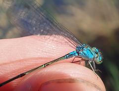 Pseudagrion coeleste