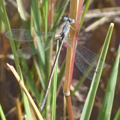 Lestes pallidus
