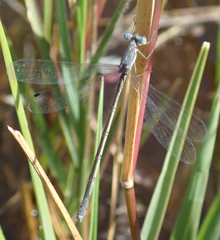 Lestes pallidus