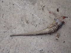 Elgaria multicarinata