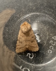 Hoplodrina octogenaria