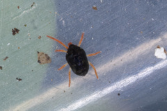 Halotydeus destructor