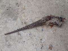 Elgaria multicarinata