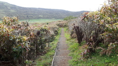 Miconia robinsoniana