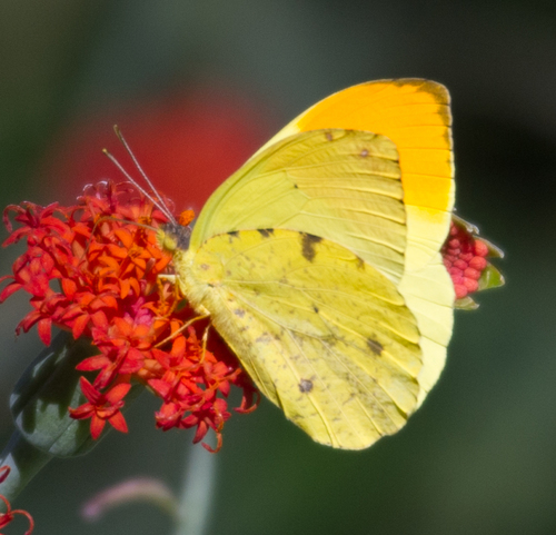 Autumnleaf Vagrant