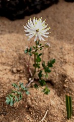 Thalictrum petaloideum