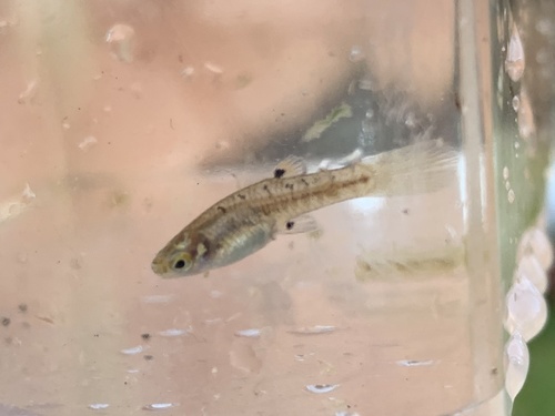 Least Killifish