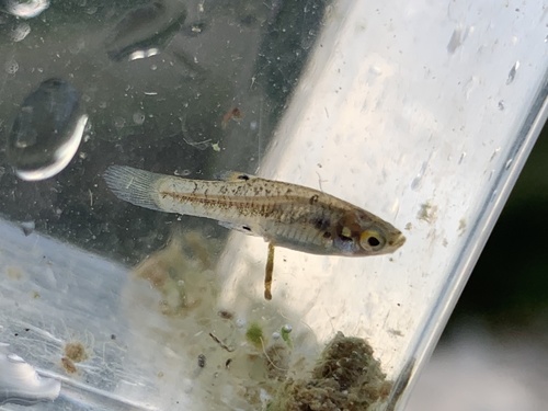 Least Killifish