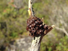 Tuckermanopsis sepincola