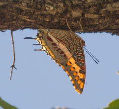 Charaxes saturnus saturnus