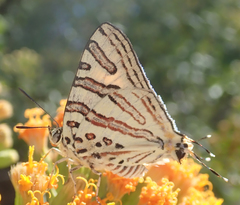 Cigaritis natalensis