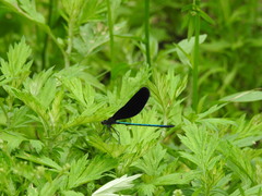 Atrocalopteryx atrata