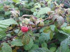Rubus idaeus