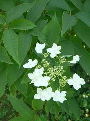 Hydrangea heteromalla