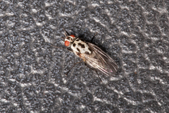 Anthomyia pluvialis