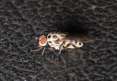 Anthomyia pluvialis