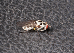 Anthomyia pluvialis