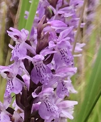 Dactylorhiza majalis