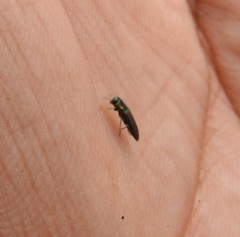 Agrilaxia