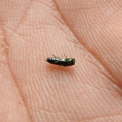 Agrilaxia